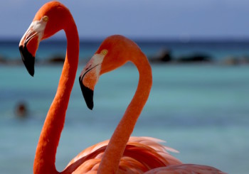 inoutravel_italian_tour_operator_isola_aruba
